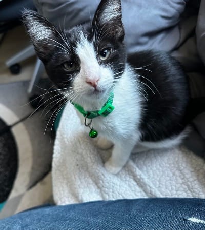 black and white kitten with a green collar sitting on couch