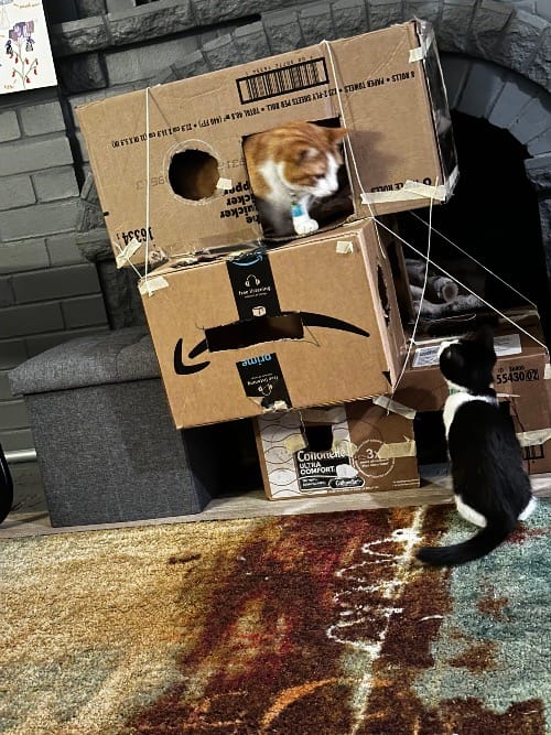 Orange and white cat poking his head out the window at the top of a cardboard tower to look at the black and white kitten seated on the floor and looking up at him