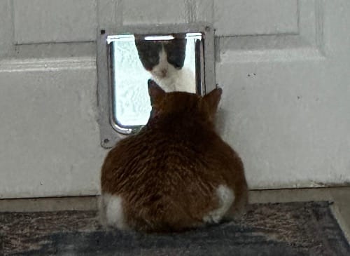 Orange cat in loaf mode staring through cat flap at black and white kitten in pounce mode