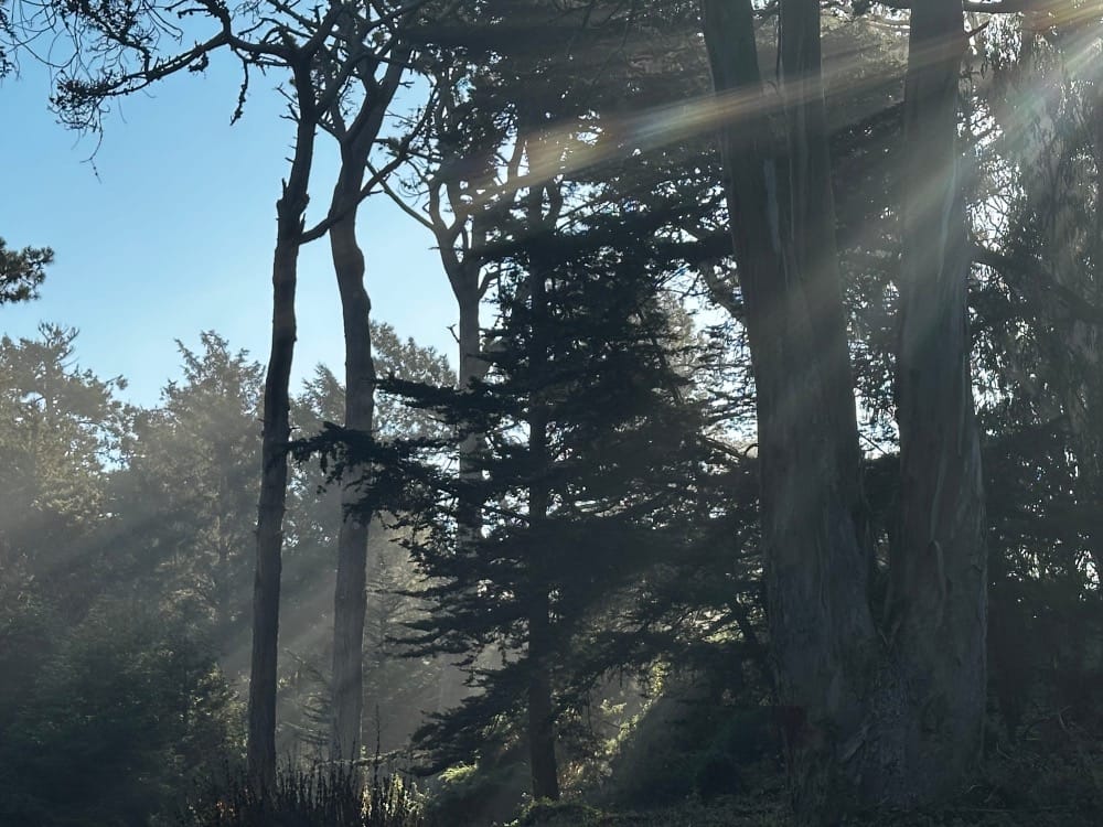 Warded, excerpt no. 3